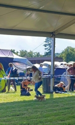 vom Trojangold, hodowla Owczarków Niemieckich Długowłosych