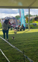 vom Trojangold, hodowla Owczarków Niemieckich Długowłosych