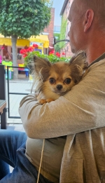 vom Trojangold, hodowla Owczarków Niemieckich Długowłosych