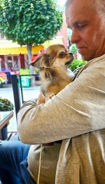 vom Trojangold, hodowla Owczarków Niemieckich Długowłosych