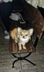 vom Trojangold, hodowla Owczarków Niemieckich Długowłosych