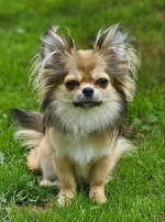 vom Trojangold, hodowla Owczarków Niemieckich Długowłosych