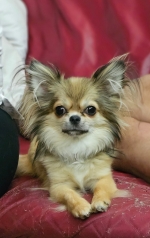 vom Trojangold, hodowla Owczarków Niemieckich Długowłosych