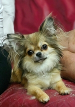 vom Trojangold, hodowla Owczarków Niemieckich Długowłosych