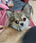 vom Trojangold, hodowla Owczarków Niemieckich Długowłosych