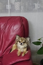 vom Trojangold, hodowla Owczarków Niemieckich Długowłosych