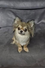 vom Trojangold, hodowla Owczarków Niemieckich Długowłosych