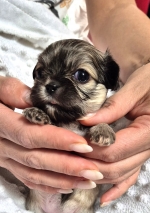 vom Trojangold, hodowla Owczarków Niemieckich Długowłosych