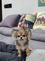 vom Trojangold, hodowla Owczarków Niemieckich Długowłosych