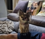 vom Trojangold, hodowla Owczarków Niemieckich Długowłosych