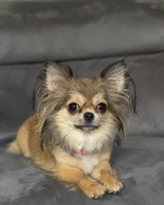 vom Trojangold, hodowla Owczarków Niemieckich Długowłosych