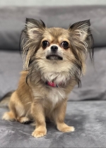 vom Trojangold, hodowla Owczarków Niemieckich Długowłosych