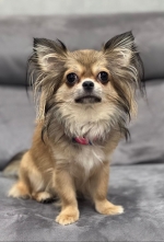 vom Trojangold, hodowla Owczarków Niemieckich Długowłosych