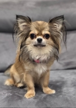 vom Trojangold, hodowla Owczarków Niemieckich Długowłosych