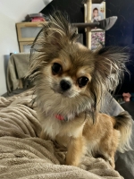 vom Trojangold, hodowla Owczarków Niemieckich Długowłosych