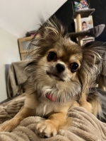 vom Trojangold, hodowla Owczarków Niemieckich Długowłosych