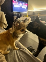 vom Trojangold, hodowla Owczarków Niemieckich Długowłosych