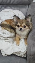 vom Trojangold, hodowla Owczarków Niemieckich Długowłosych