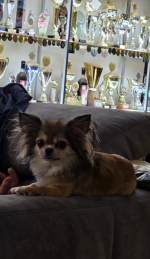 vom Trojangold, hodowla Owczarków Niemieckich Długowłosych