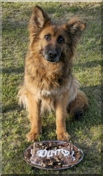 vom Trojangold, hodowla Owczarków Niemieckich Długowłosych