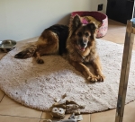 vom Trojangold, hodowla Owczarków Niemieckich Długowłosych