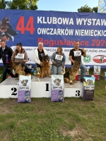 vom Trojangold, hodowla Owczarków Niemieckich Długowłosych