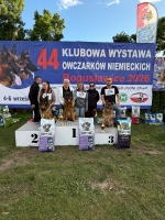 vom Trojangold, hodowla Owczarków Niemieckich Długowłosych