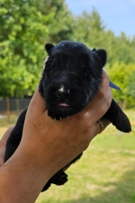 vom Trojangold, hodowla Owczarków Niemieckich Długowłosych