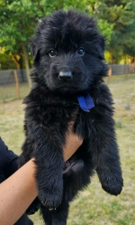 vom Trojangold, hodowla Owczarków Niemieckich Długowłosych