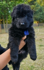 vom Trojangold, hodowla Owczarków Niemieckich Długowłosych