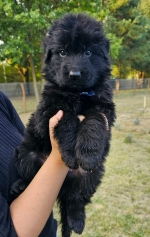 vom Trojangold, hodowla Owczarków Niemieckich Długowłosych