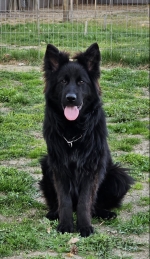 vom Trojangold, hodowla Owczarków Niemieckich Długowłosych