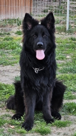 vom Trojangold, hodowla Owczarków Niemieckich Długowłosych