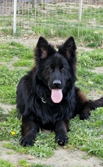 vom Trojangold, hodowla Owczarków Niemieckich Długowłosych