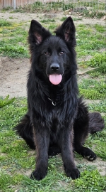 vom Trojangold, hodowla Owczarków Niemieckich Długowłosych