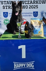 vom Trojangold, hodowla Owczarków Niemieckich Długowłosych