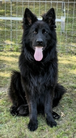 vom Trojangold, hodowla Owczarków Niemieckich Długowłosych