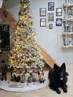 vom Trojangold, hodowla Owczarków Niemieckich Długowłosych