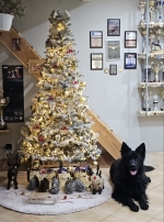 vom Trojangold, hodowla Owczarków Niemieckich Długowłosych