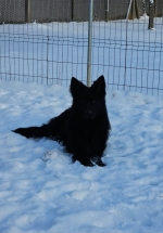 vom Trojangold, hodowla Owczarków Niemieckich Długowłosych