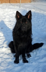 vom Trojangold, hodowla Owczarków Niemieckich Długowłosych