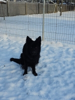 vom Trojangold, hodowla Owczarków Niemieckich Długowłosych