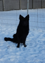 vom Trojangold, hodowla Owczarków Niemieckich Długowłosych