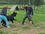 vom Trojangold, hodowla Owczarków Niemieckich Długowłosych