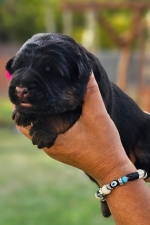 vom Trojangold, hodowla Owczarków Niemieckich Długowłosych