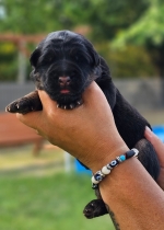 vom Trojangold, hodowla Owczarków Niemieckich Długowłosych