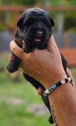 vom Trojangold, hodowla Owczarków Niemieckich Długowłosych