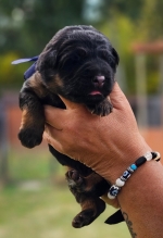 vom Trojangold, hodowla Owczarków Niemieckich Długowłosych