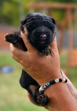 vom Trojangold, hodowla Owczarków Niemieckich Długowłosych