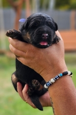 vom Trojangold, hodowla Owczarków Niemieckich Długowłosych